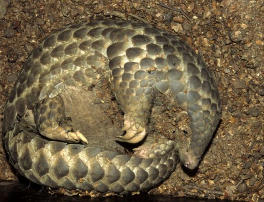 穿山甲是国家几级保护