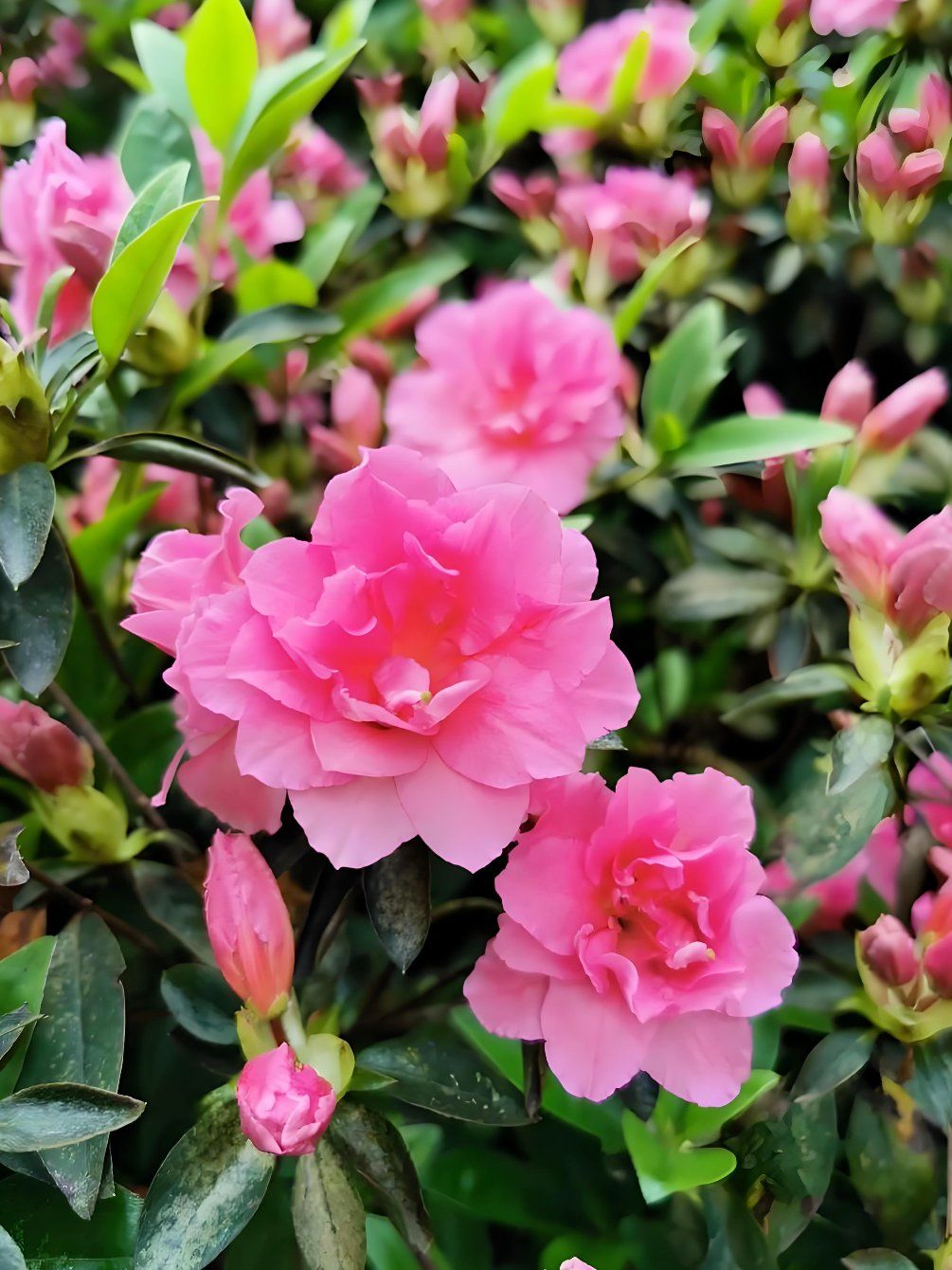 杜鹃花寓意杜鹃花寓意代表是什么