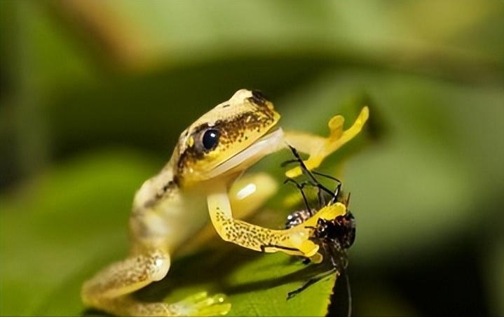 是什么原因青蛙只吃活的昆虫