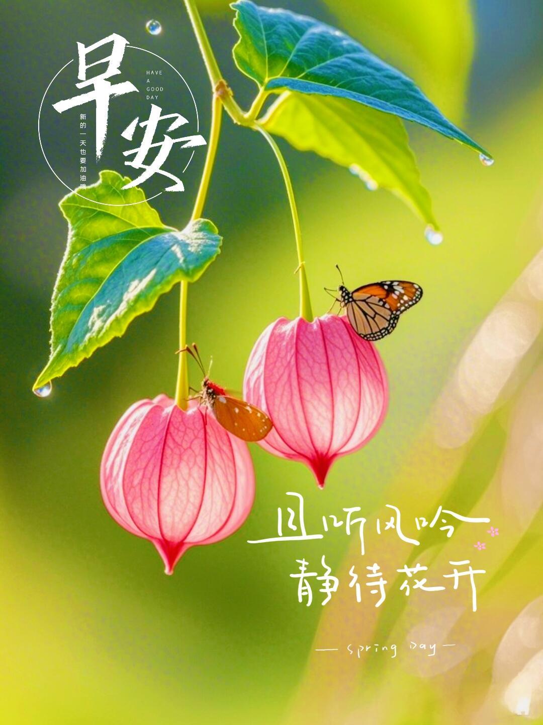 且听风吟静待花开寓意是什么