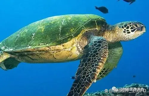 千年王八万年龟是什么动物