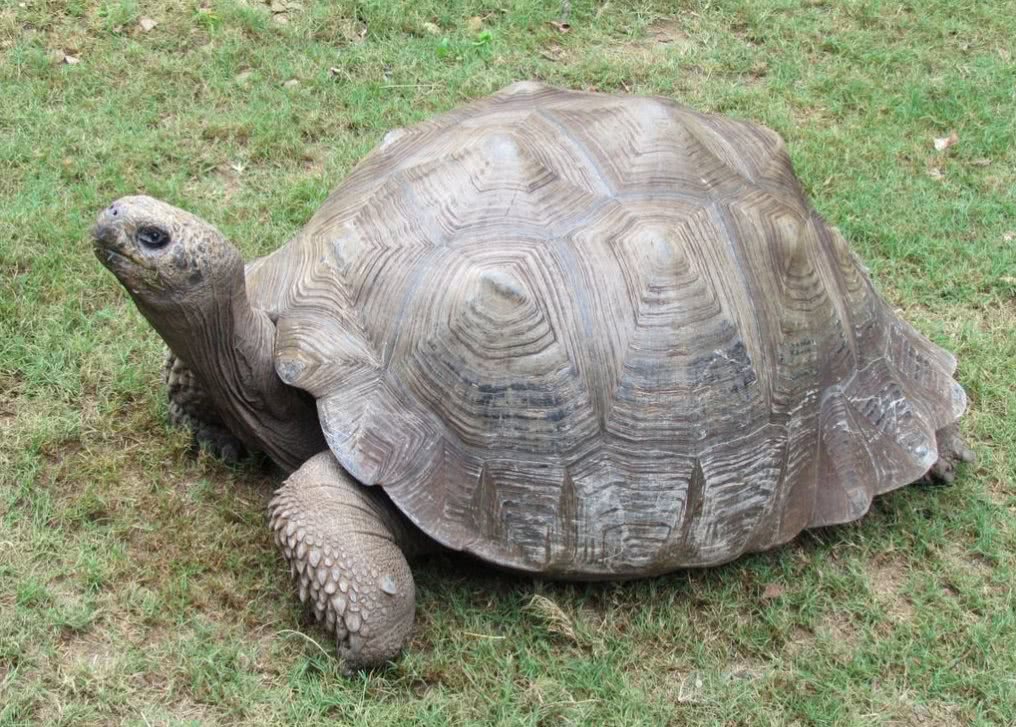 千年王八万年龟是什么动物