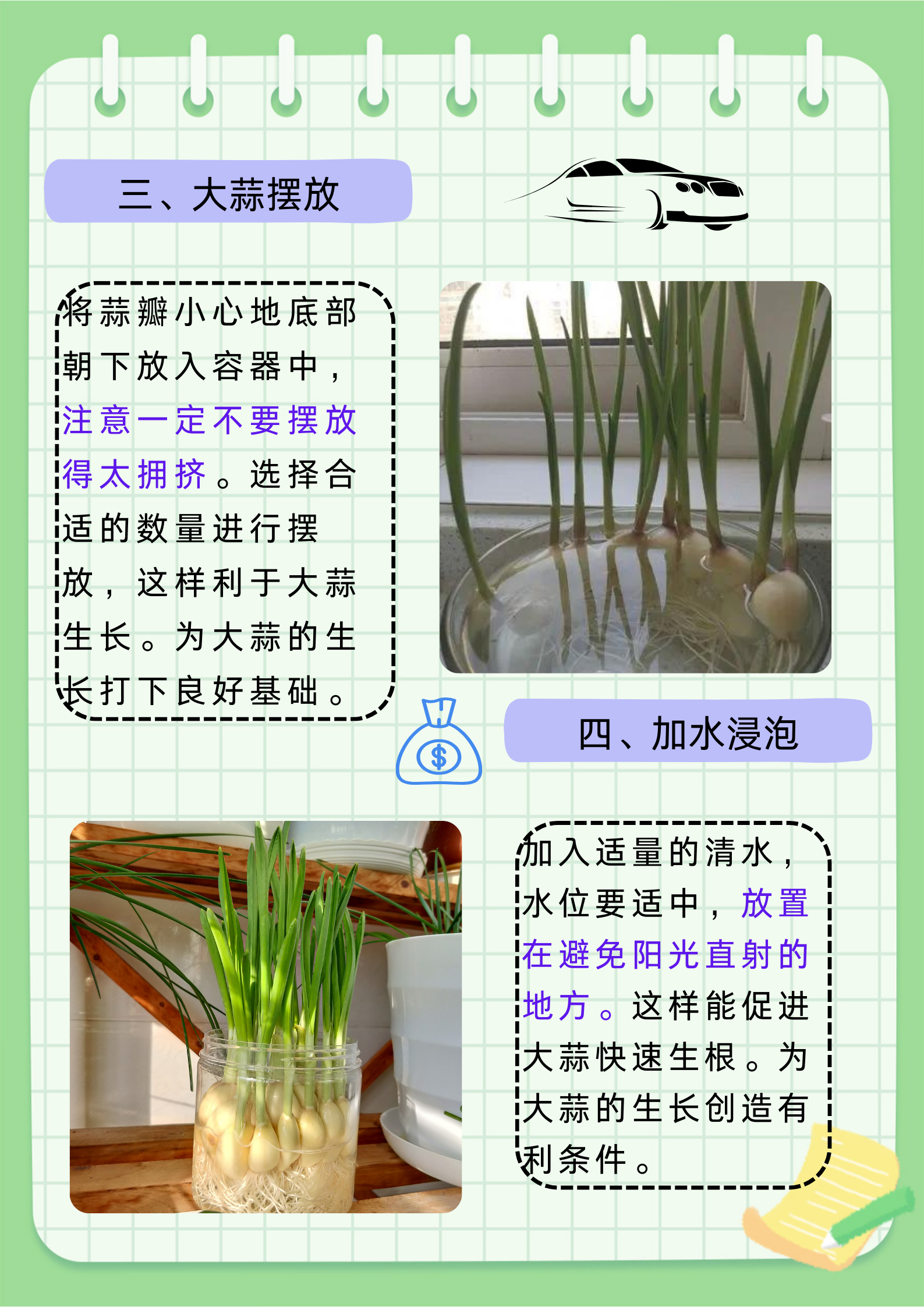 大蒜的种植时间及方法