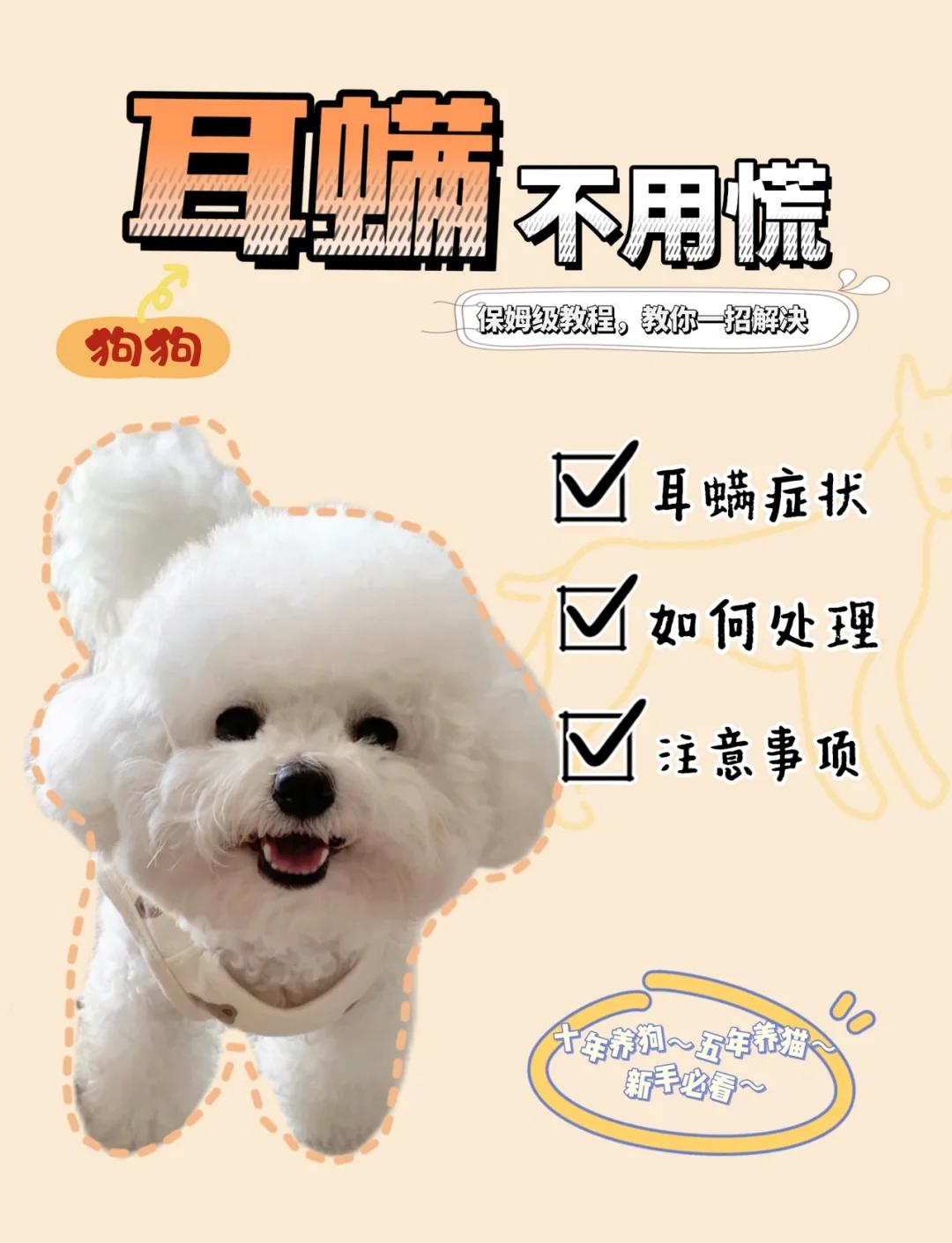 小狗耳螨会传染到人身上吗