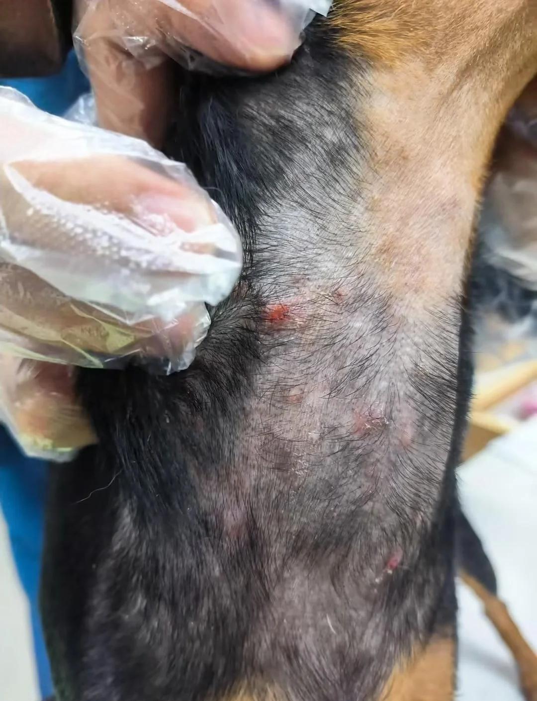 小狗耳螨会传染到人身上吗