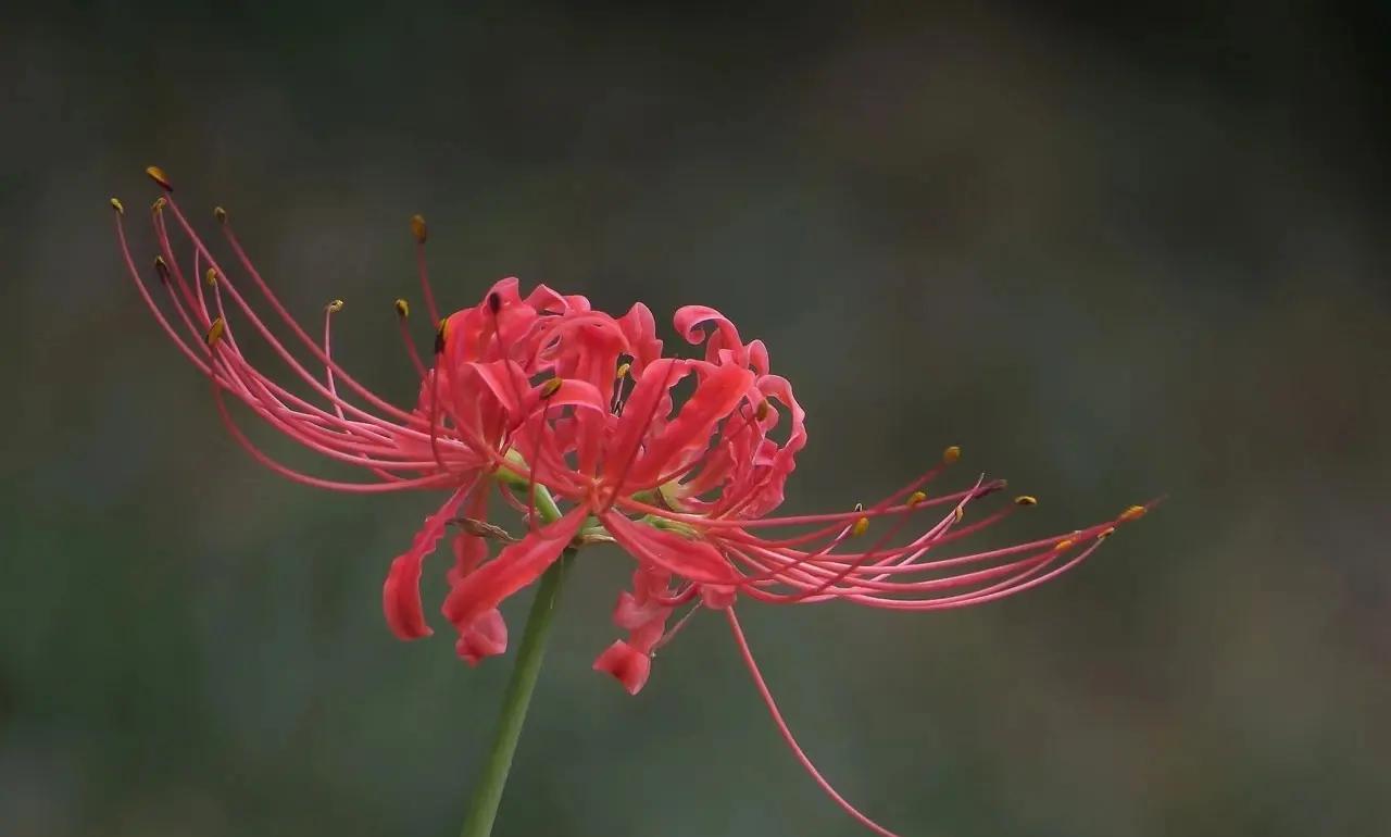 彼岸花是因为谁的契约而重生