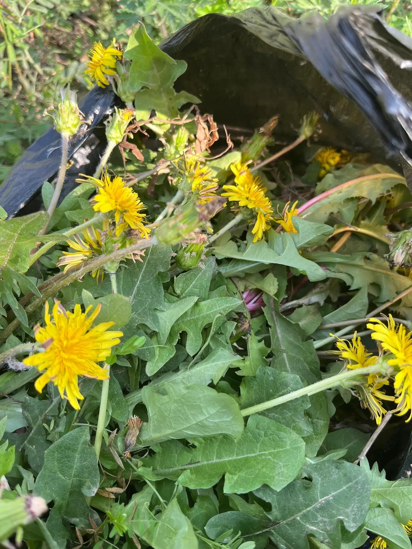 蒲公英叶子是什么样的