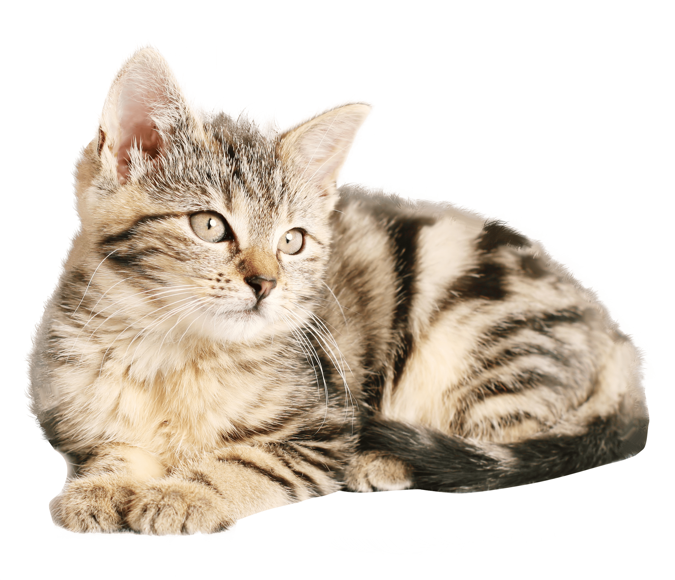 梦见被小狗追着咬预示什么