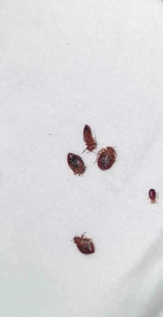 开灯睡觉臭虫是否还会出来