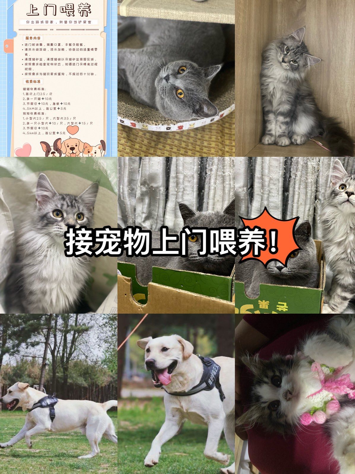 领养宠物哪个网站靠谱