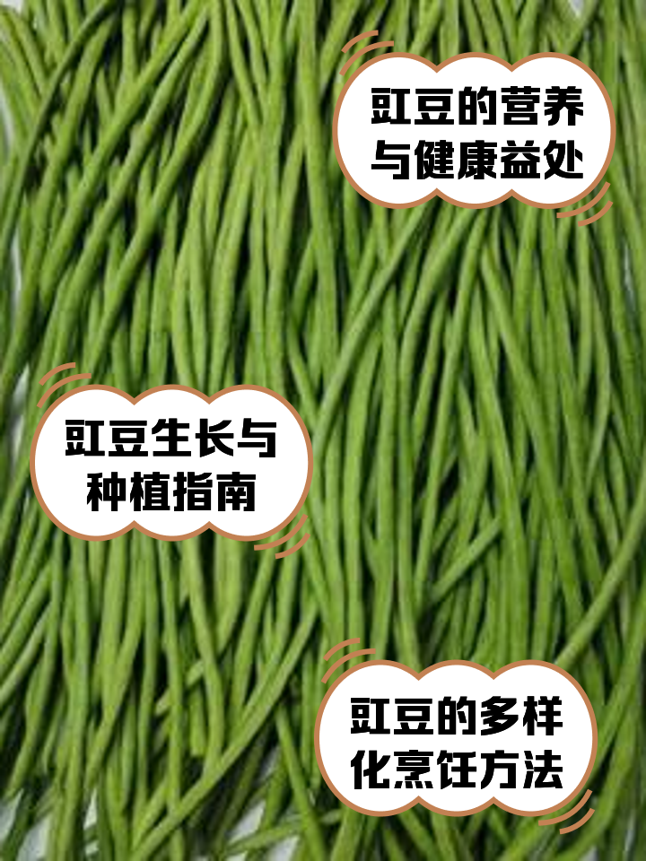 豇豆和豆角的区别是什么