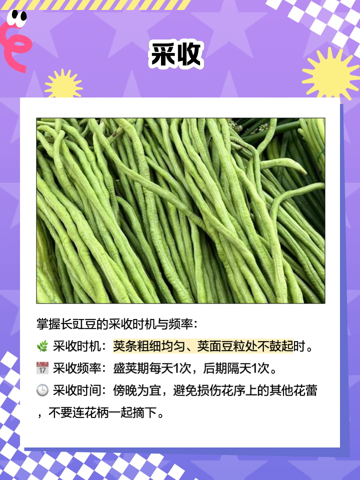 豇豆和豆角的区别是什么