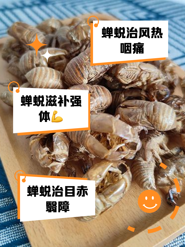 蝉壳的药用价值与功效