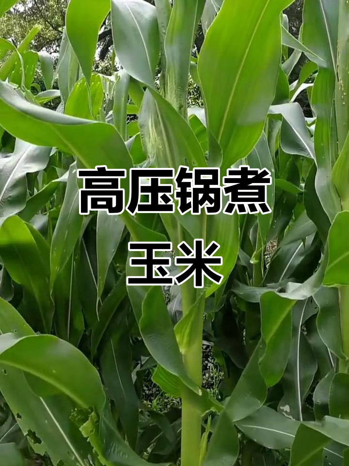 煮鲜玉米需要多长时间