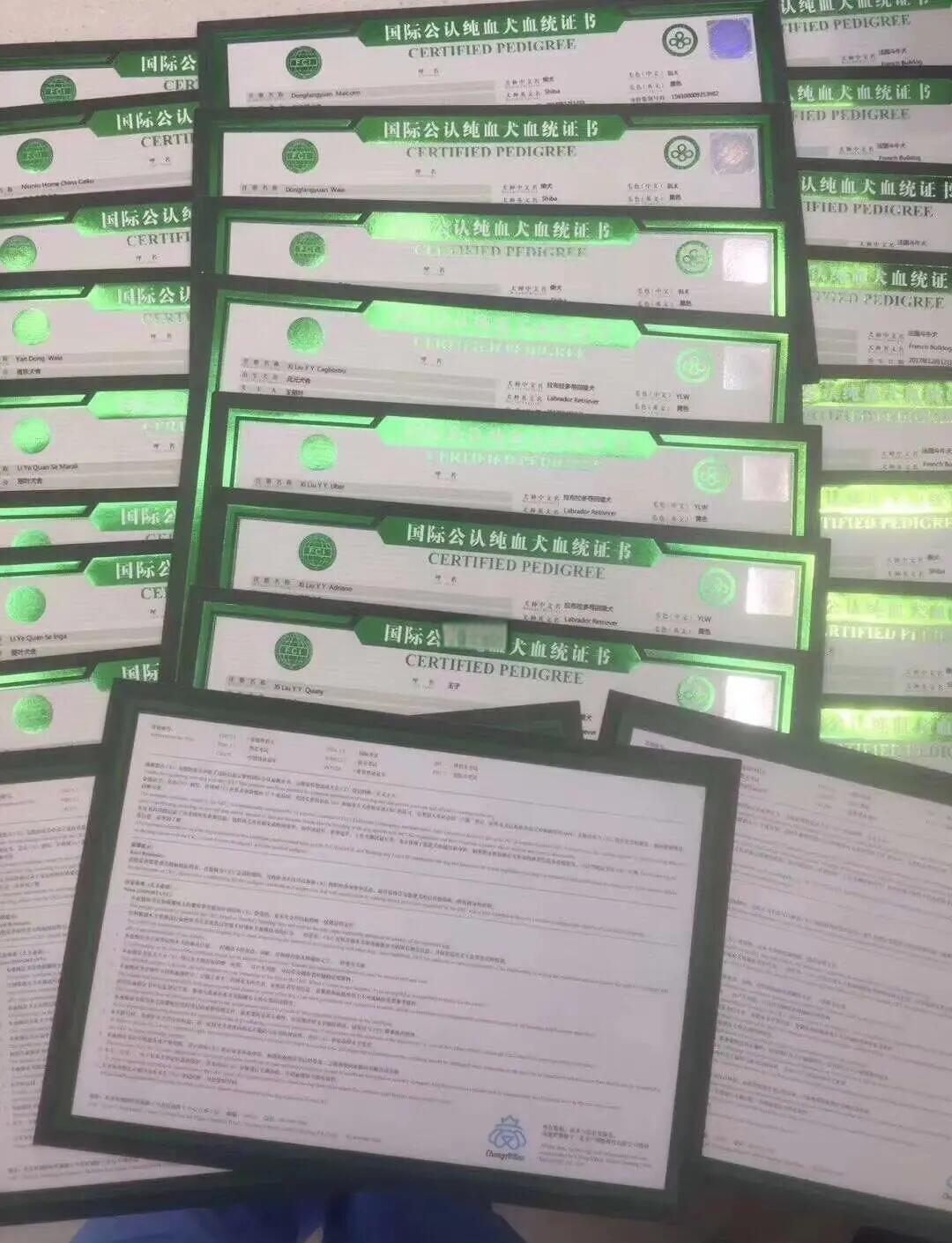 如何办理狗狗的血统证书?