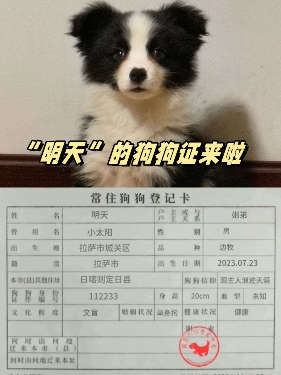 如何办理狗狗的血统证书?