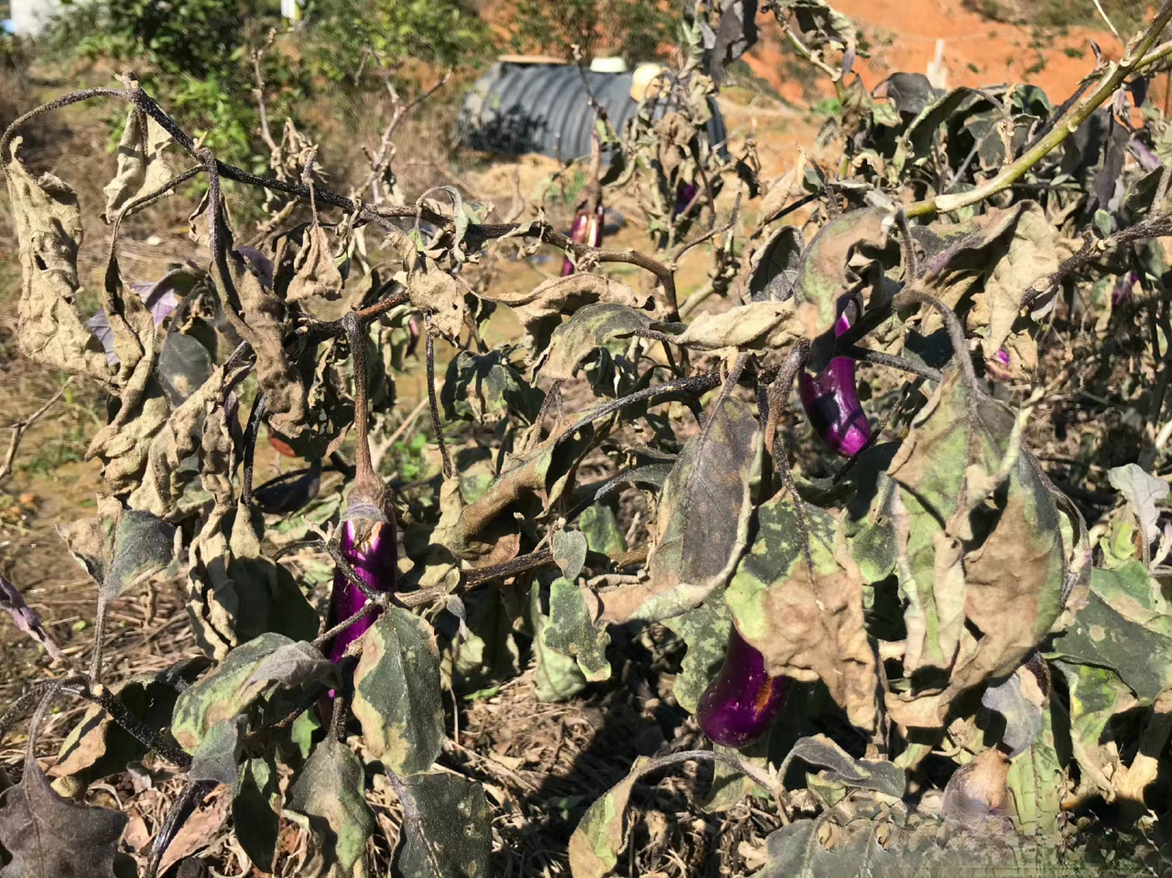 茄子放久了蔫了是否可以吃