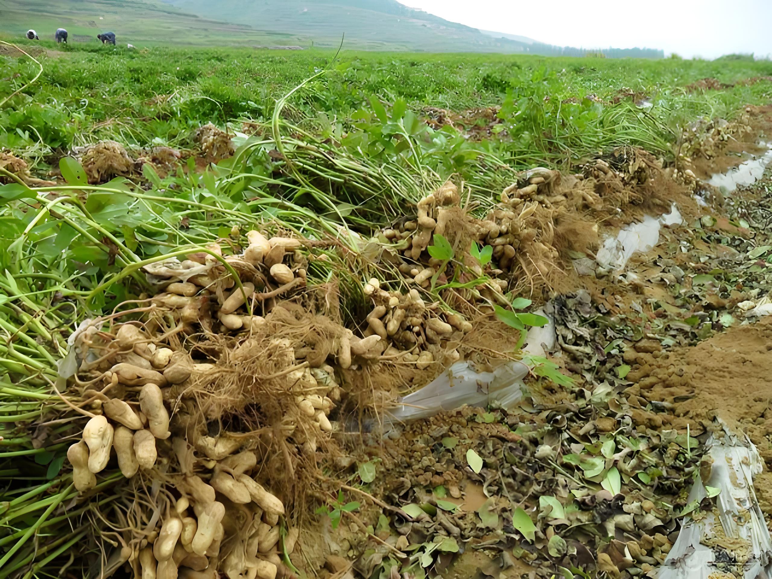 土地种植什么利润最好