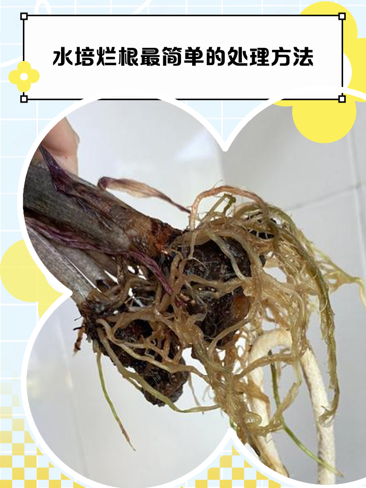 金针菇的根部怎么再生长