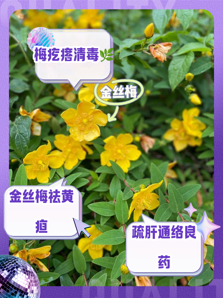 贯叶金丝桃的功效与作用