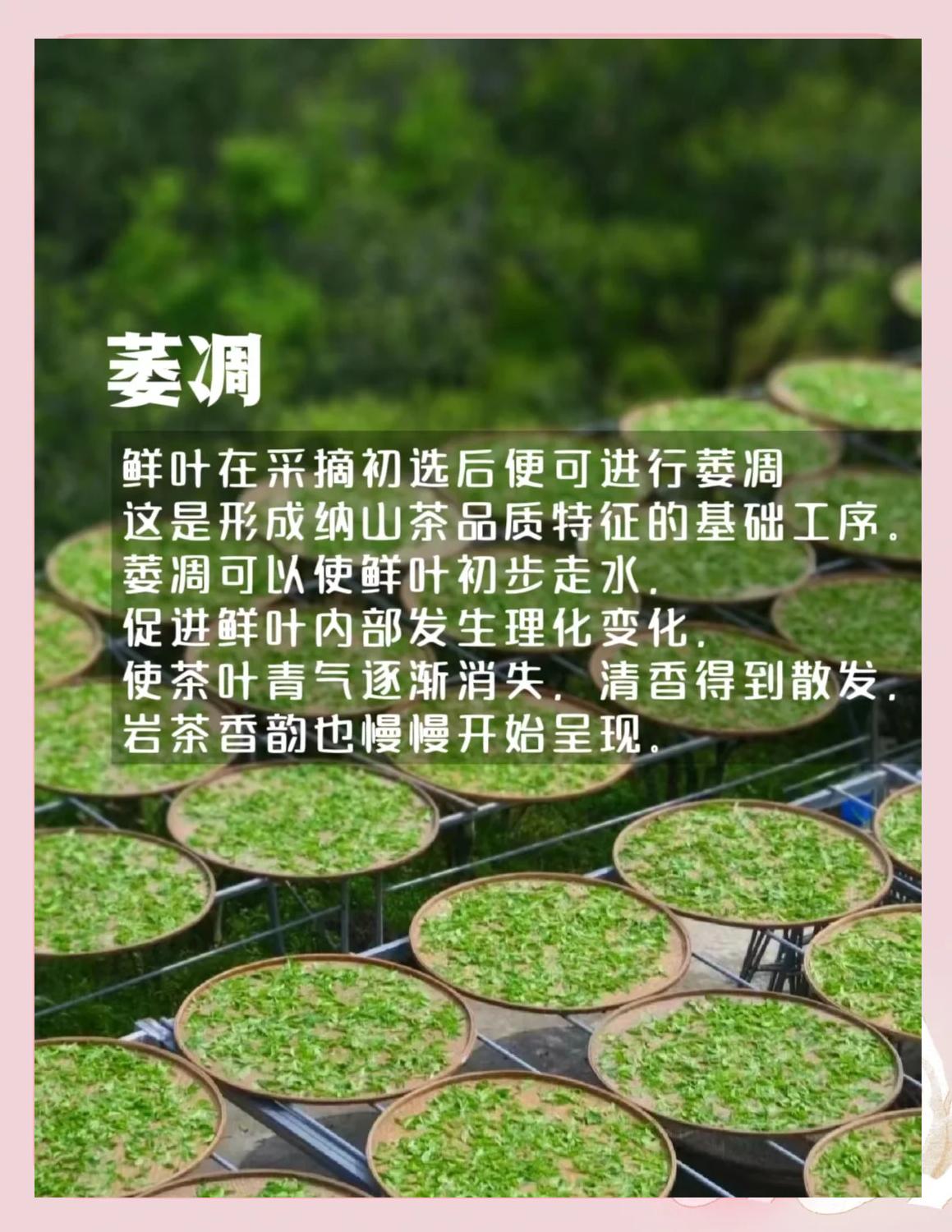 鲜茶的制作方法是什么