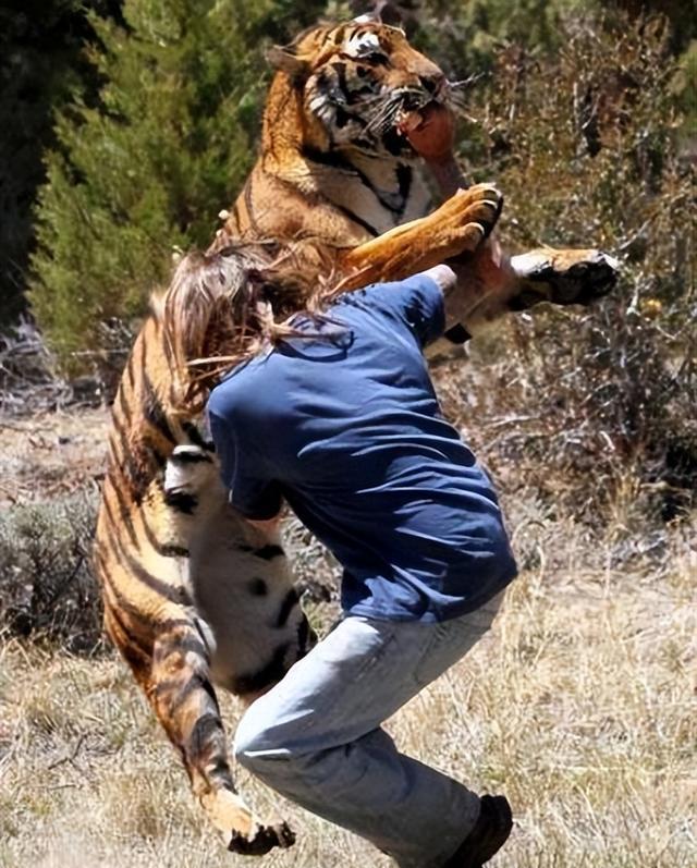 做梦梦到老虎吃人是什么意思