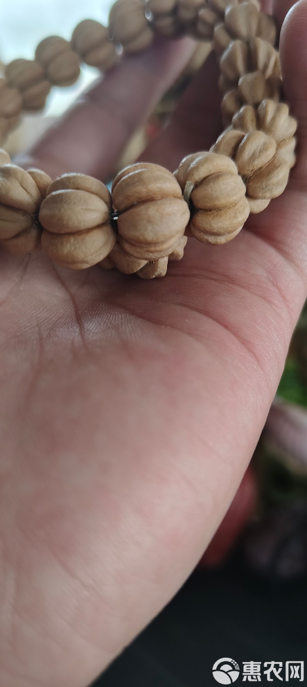 山楂核的功效与作用介绍