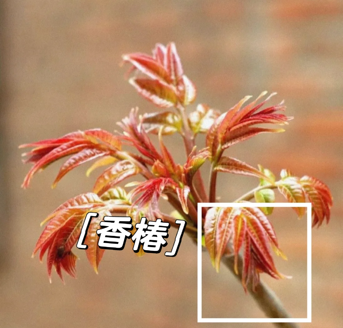 臭椿和香椿的区别是什么