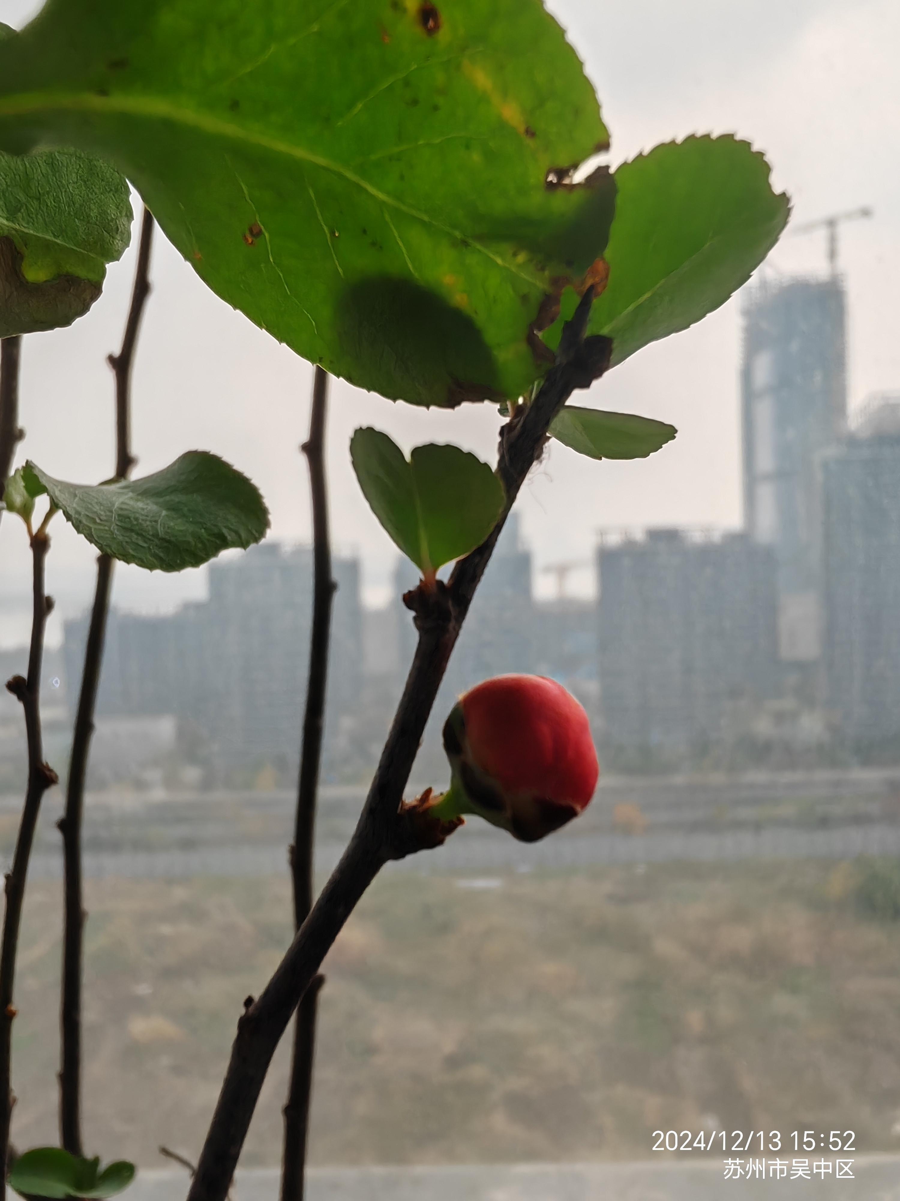 枝间新绿一重重小蕾深藏数点红的意思