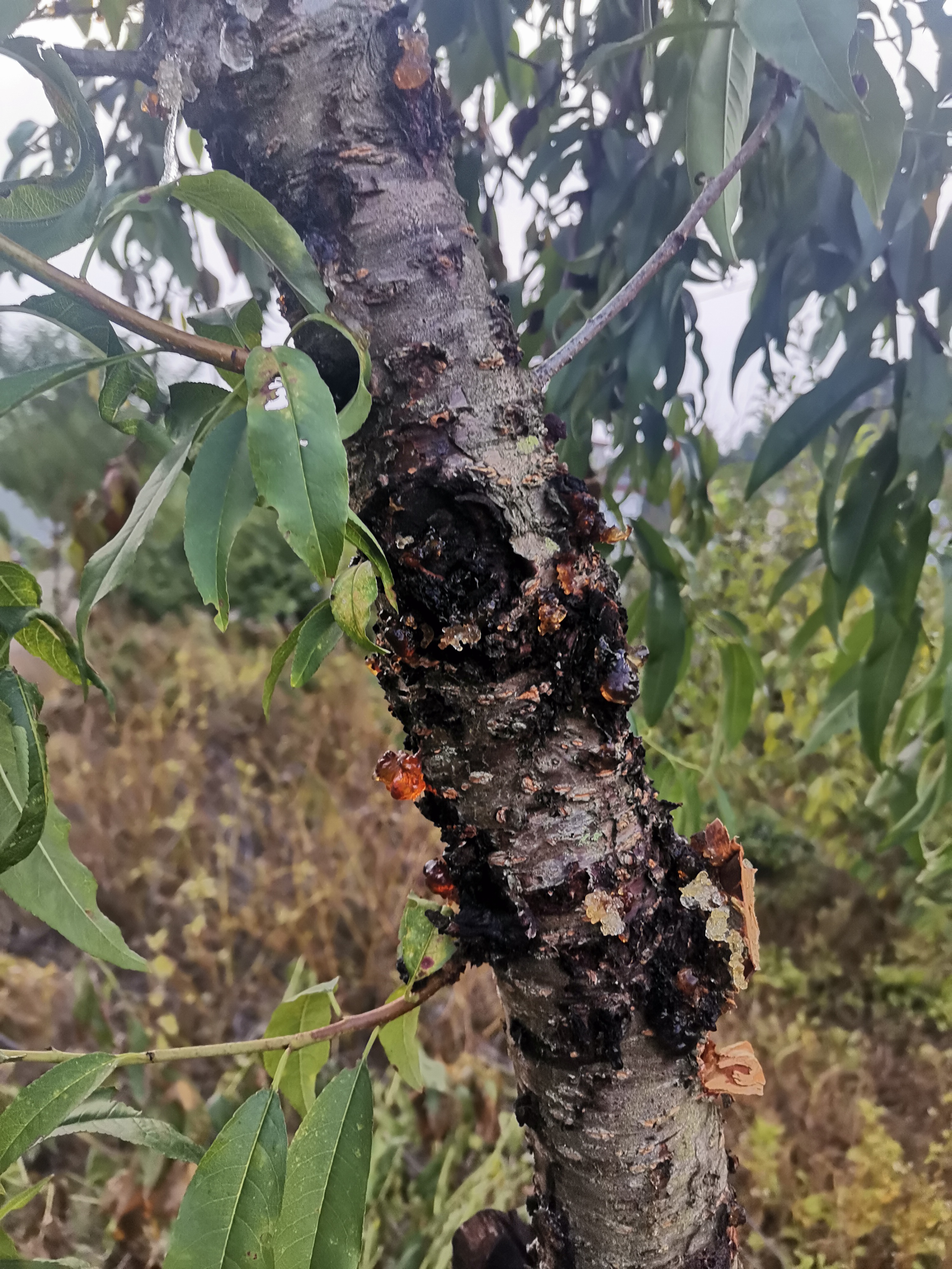 自家桃树上的桃胶怎么处理