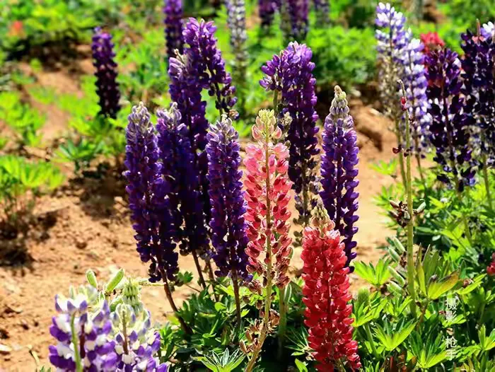 夜夜想起妈妈的话歌词简述