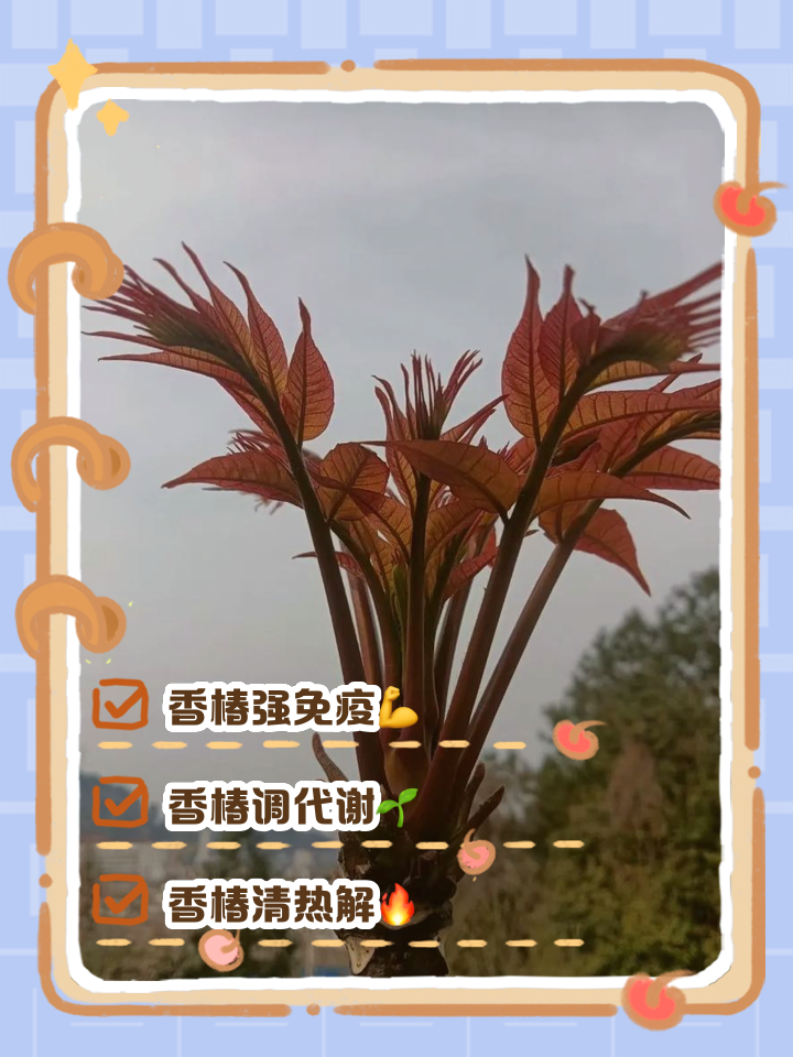 香椿子的功效与副作用