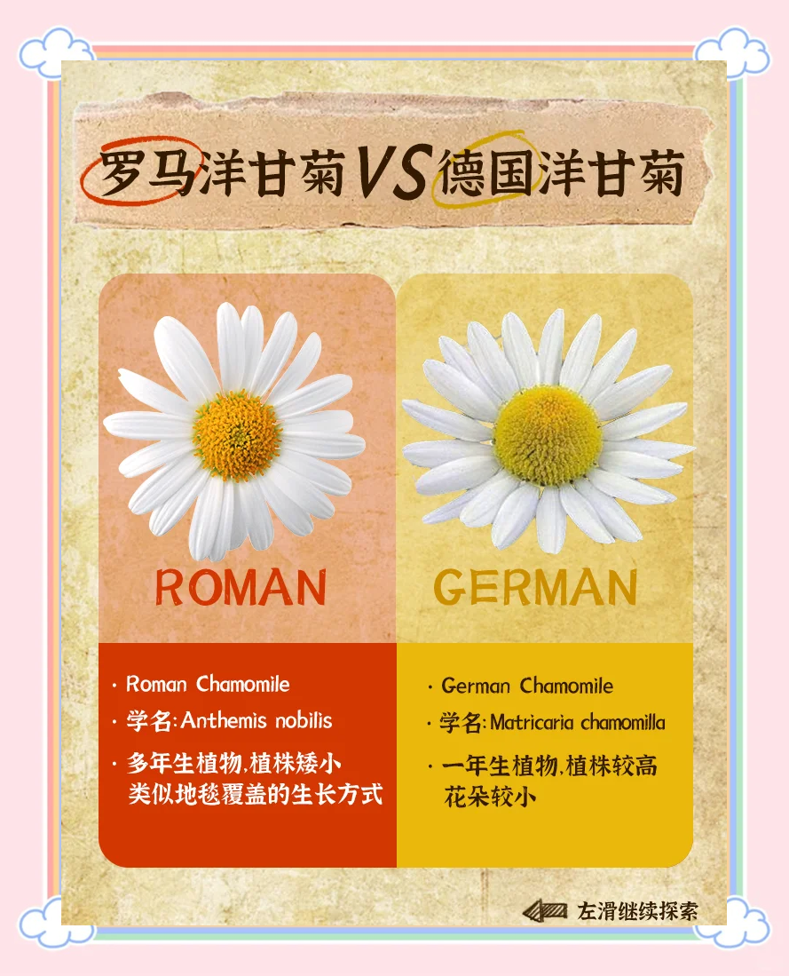 洋甘菊的花语是什么意思