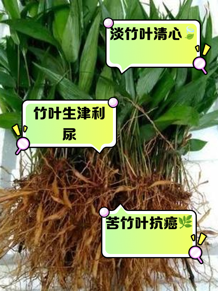 鲜竹叶茶的功效与作用及禁忌人群