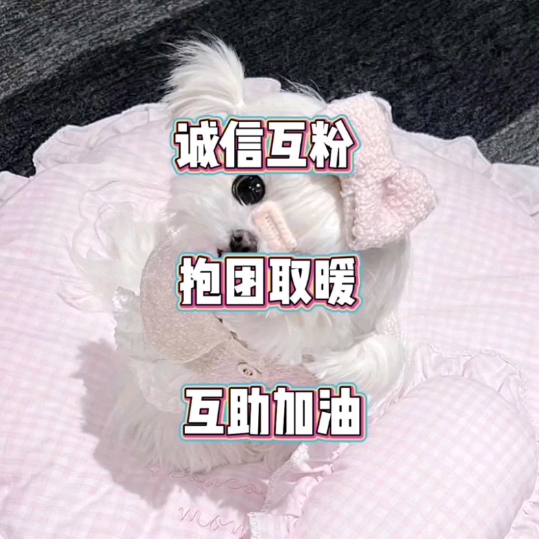 粉丝是什么意思网络语