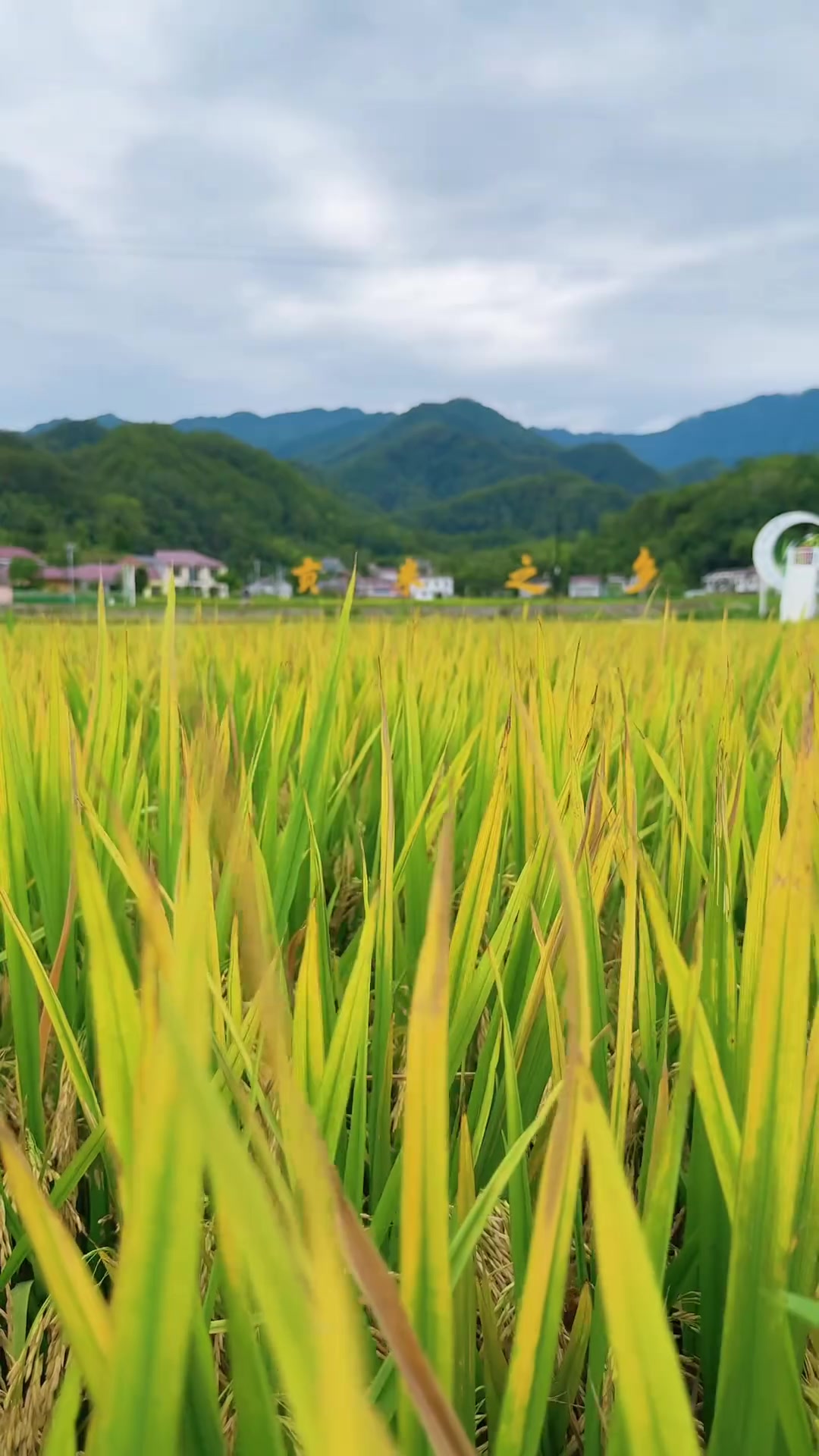 稻谷成熟一般是什么季节