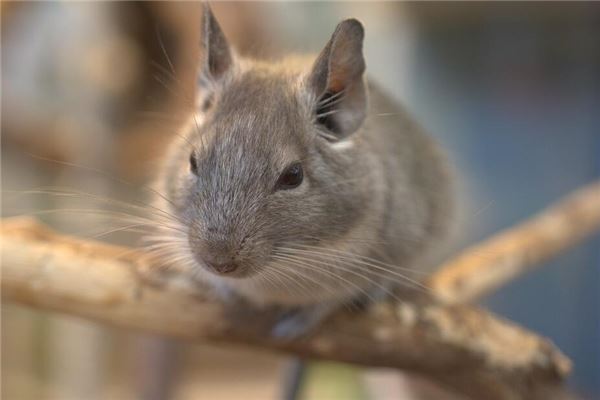 梦见被老鼠咬的周公解梦