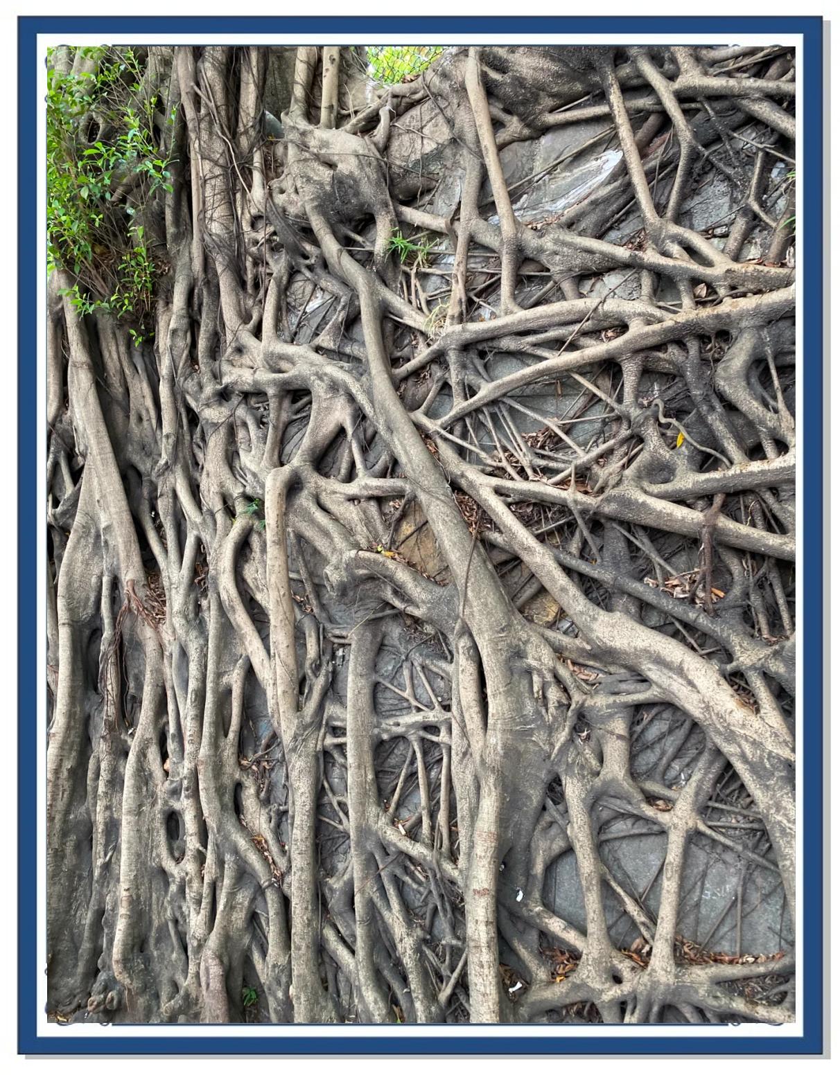 墙根背后种什么树最旺