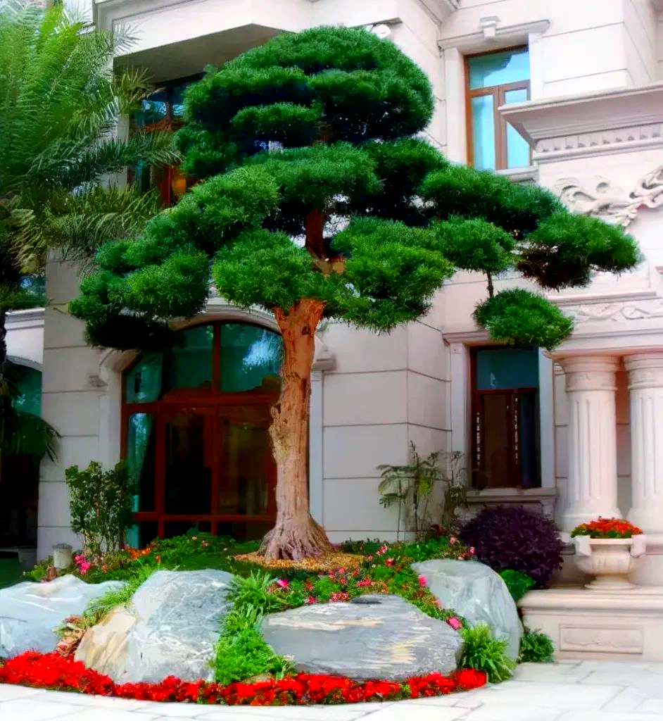 墙根背后种什么树最旺