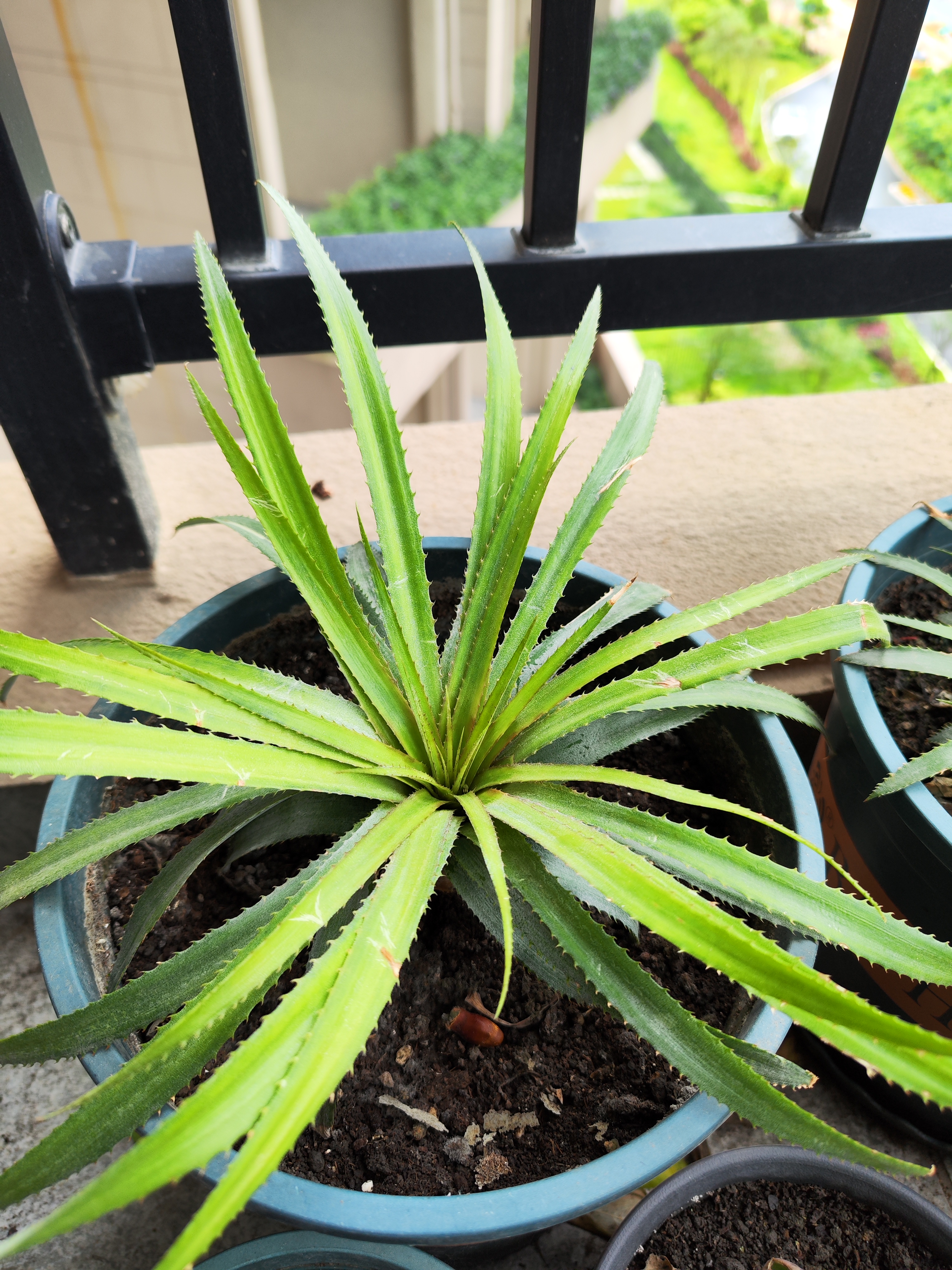 没有感情的菠萝头什么梗