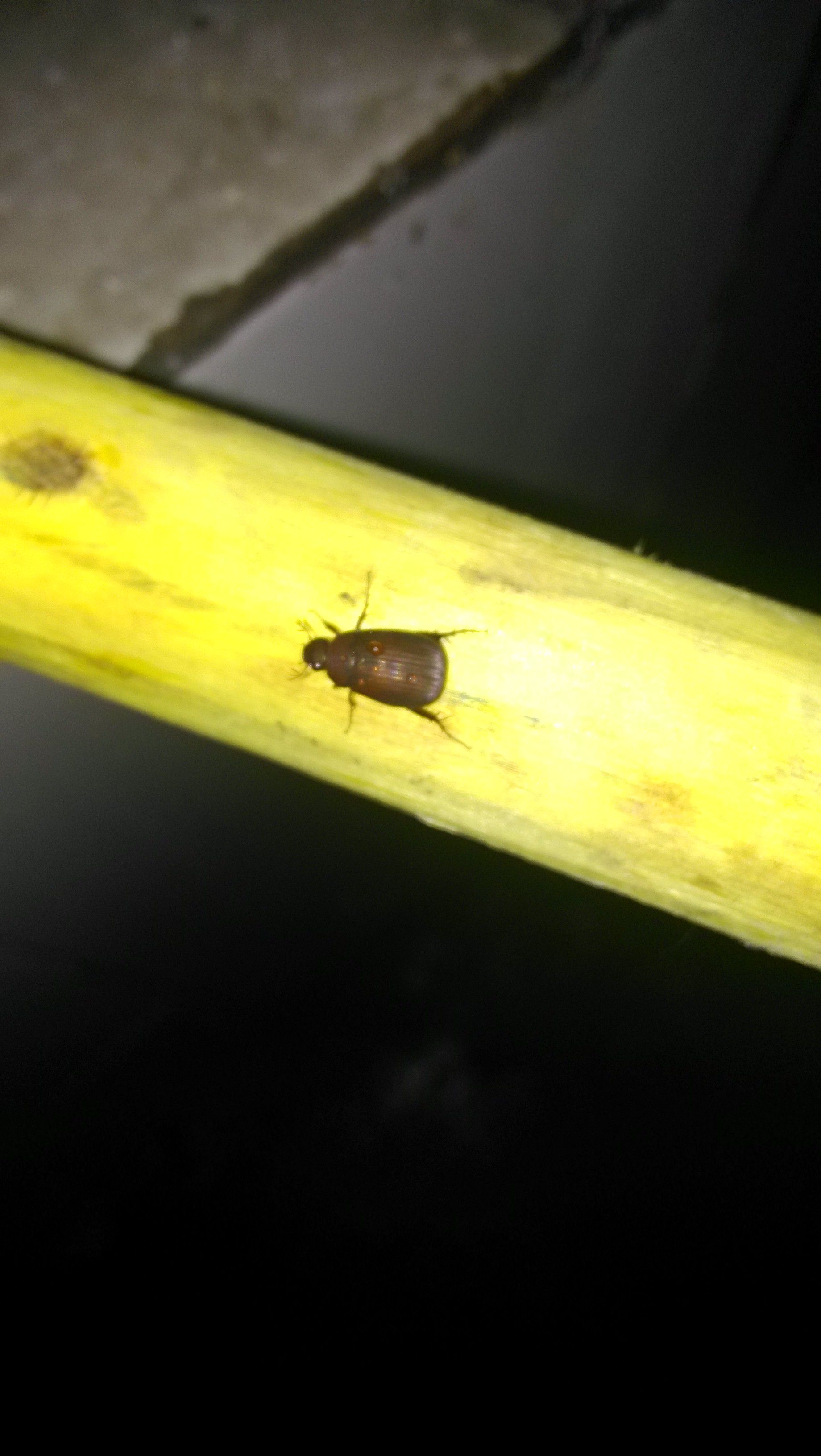 家里有黑色硬壳小虫子是什么虫