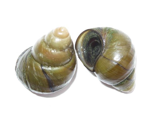 田螺养殖技术田螺如何养殖