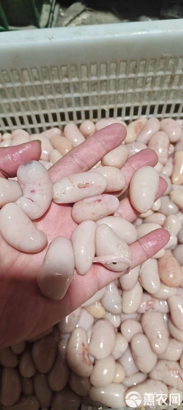 公鸡的肾长什么样子图片