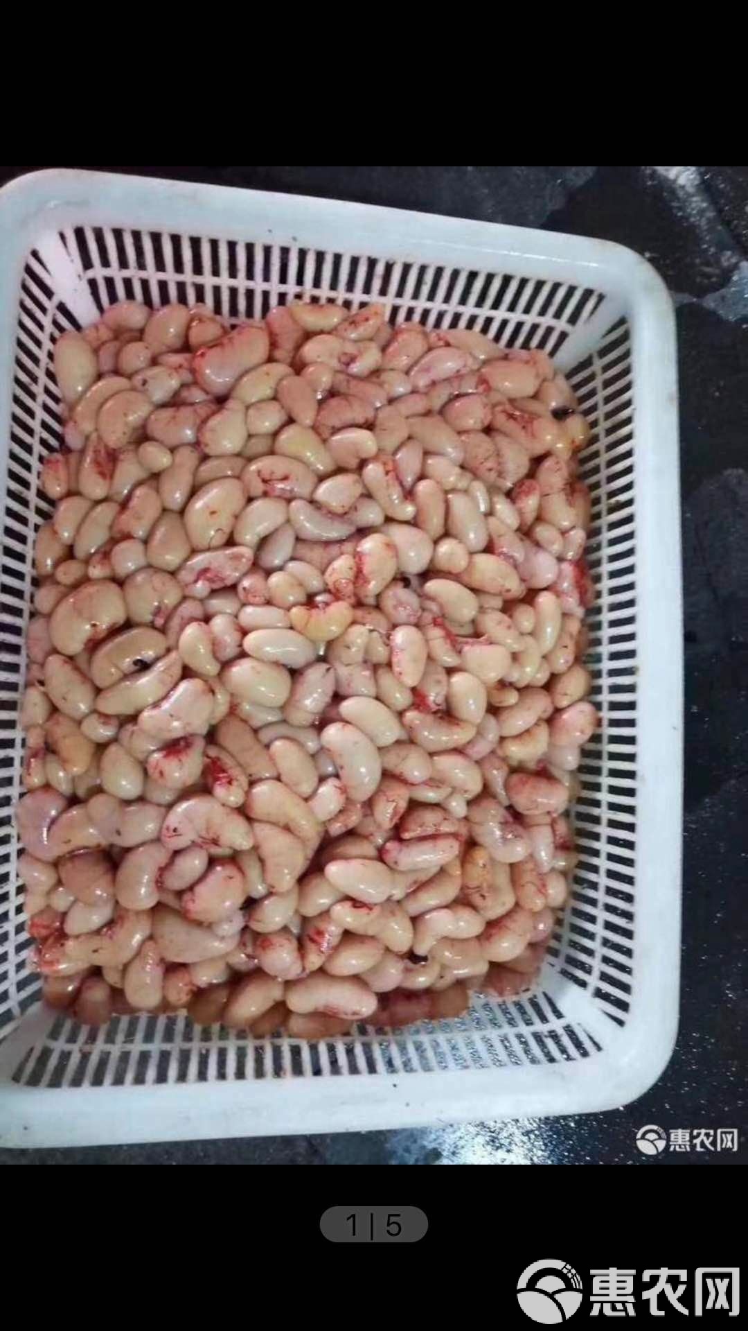 公鸡的肾长什么样子图片