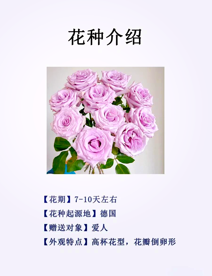 各种颜色玫瑰花语和寓意