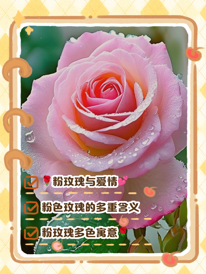 各种颜色玫瑰花语和寓意