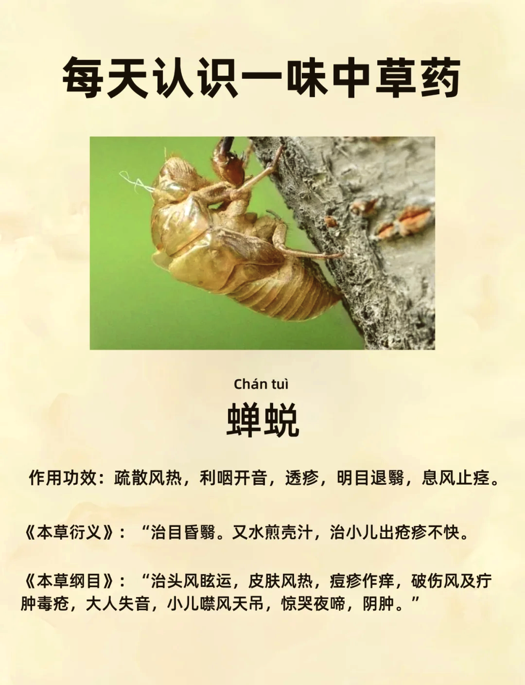 男人吃金蝉有壮阳作用吗