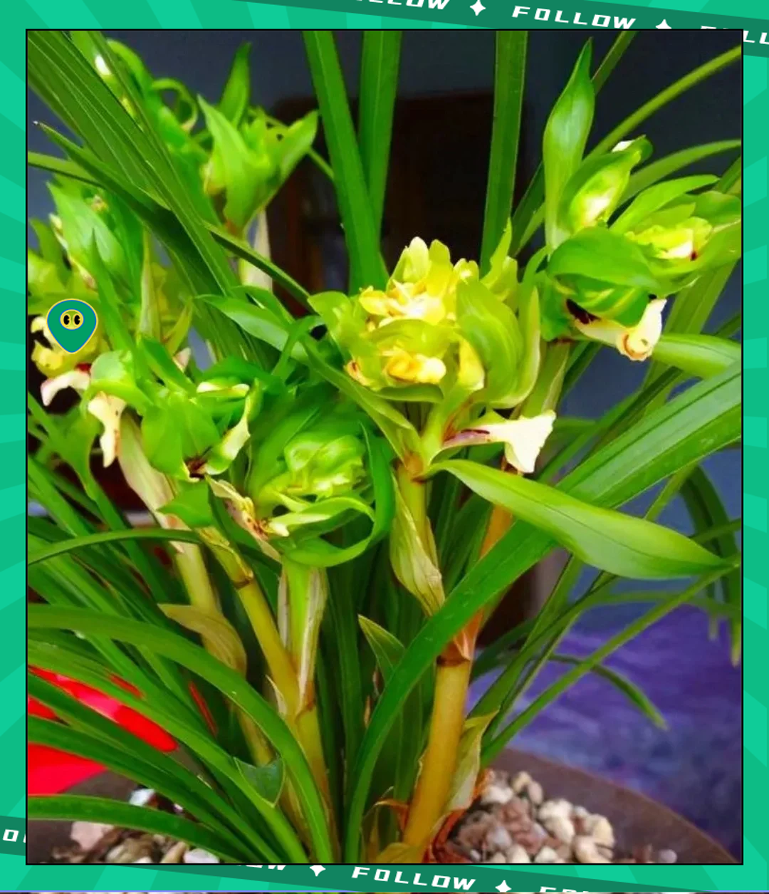 一亿二仟万的兰花图片欣赏