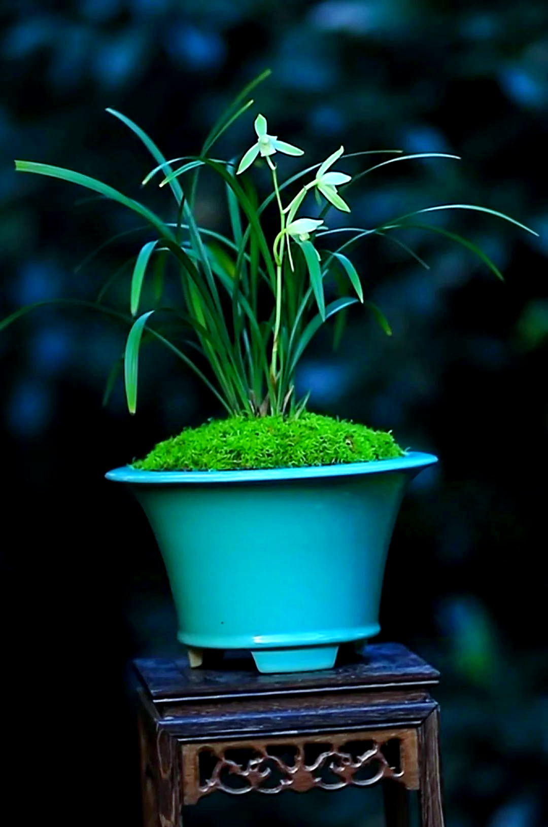 一亿二仟万的兰花图片欣赏