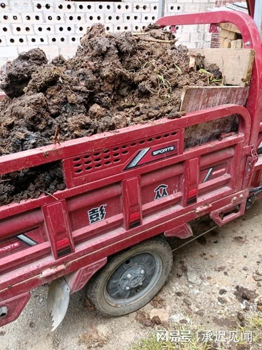 梦见牛粪,梦见牛粪有什么预兆